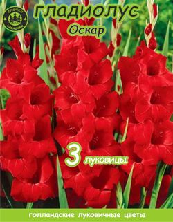 Гладиолус Луковица, Оскар, 3 шт