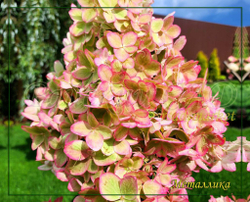 Гортензия метельчатая Металлика (Hydrangea paniculata `Metalica`)