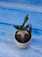 Schlumbergera opuntioides (Шлюмбергера)