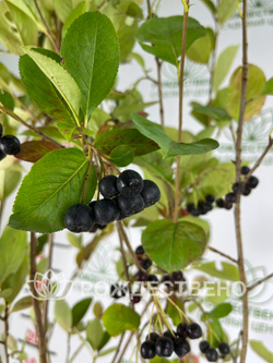 Рябина черноплодная Aronia