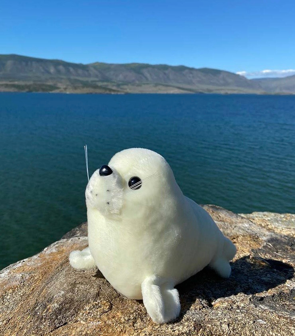 Байкальская нерпа 40 см