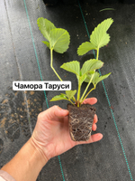 Земляника крупноплодная Чамора Таруси