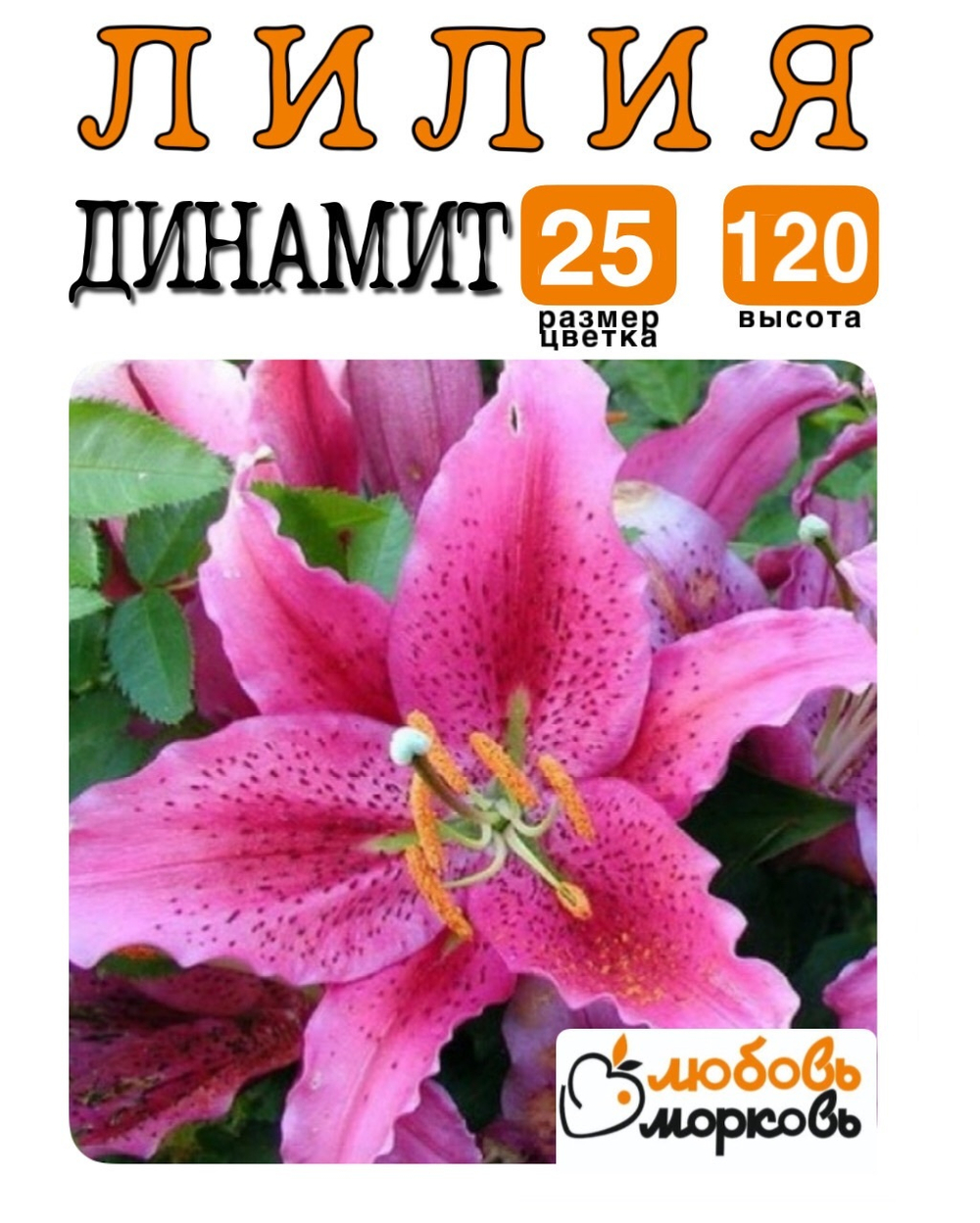 Лилия Луковица, Динамит, восточная, разбор 22/24, 1 шт