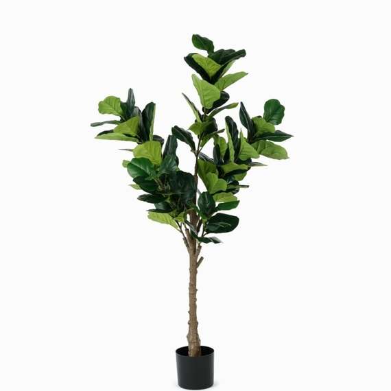 Фикус Лирата высота 165 см