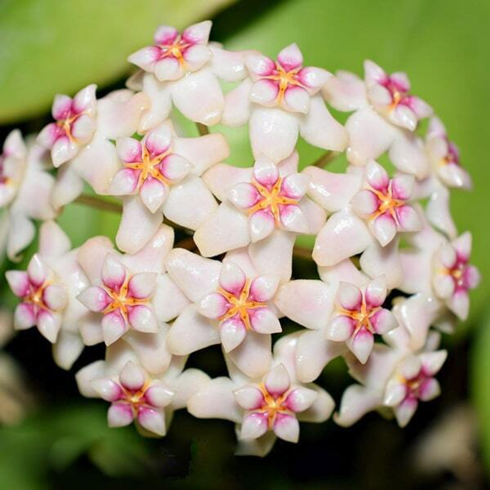 Хойя 13-DOLICHOSPARTE PINK FLOWER
