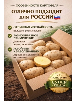 Картофель семенной Альстер Эмблем Ирландия