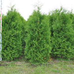 Туя западная Брабант С5 40-60