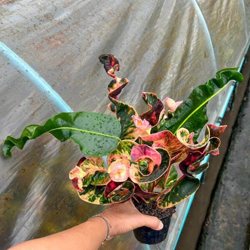 Кротон PHON PHA NGERN