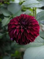 Георгин помпонный Блэк Даймонд