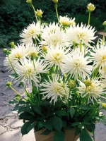 Георгин бордюрный Плая Бланка