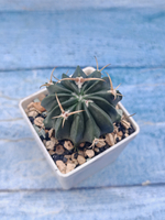 Stenocactus Coptonogonus (Стенокактус)