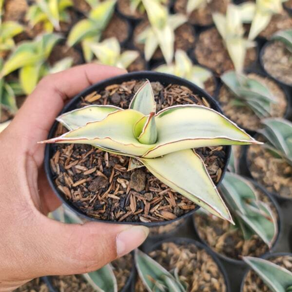 Сансевиерия ROBUSTA WHITE VAR (I52)