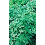 Семена Петрушка Бутербродная - листовая (Марс) Б/П