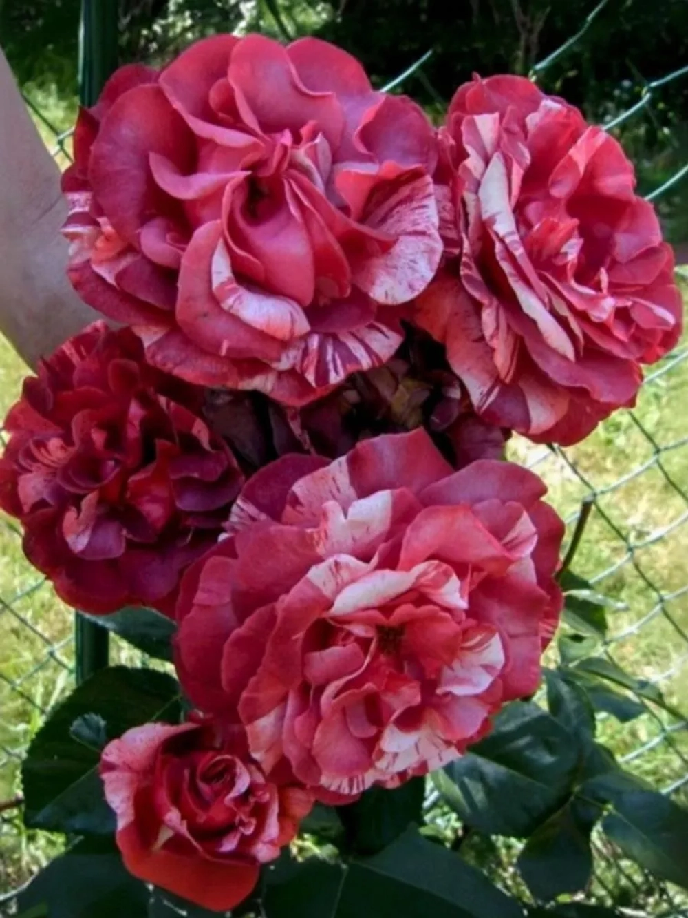 Роза плетистая Брауни