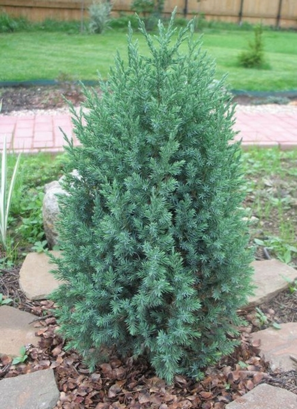 Можжевельник Стрикта