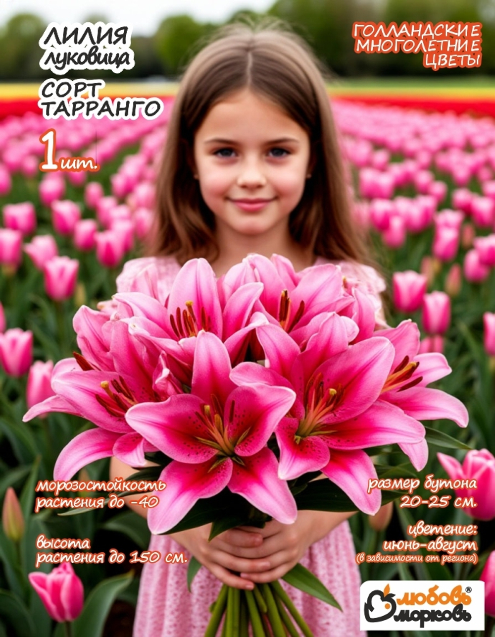 Лилия Луковица, Тарранго, 1 шт