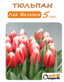Тюльпан Луковица, Лех Валенса, 5 шт