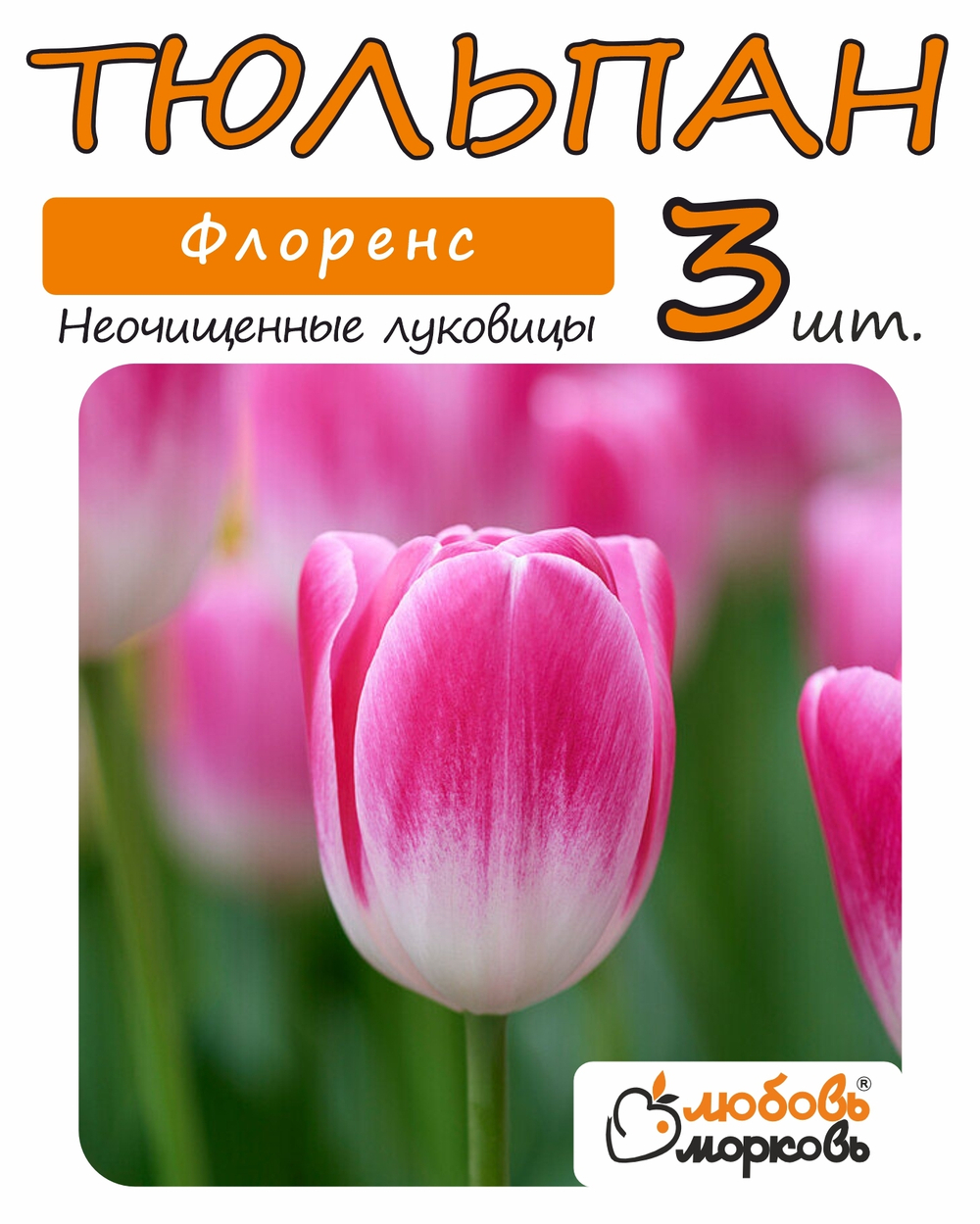 Тюльпан Луковица, Флоренс, 3+ шт