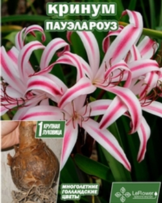 Кринум