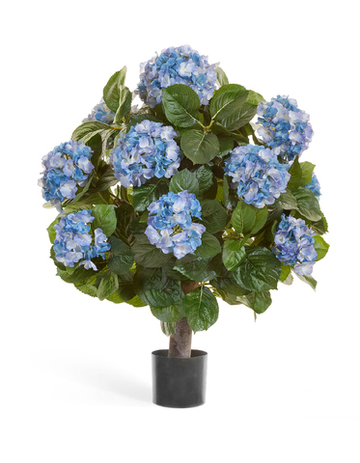 Гортензия куст Макси тёмно-голубой в горшке