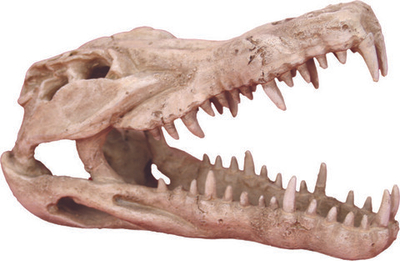 Декоративная композиция Prime "Череп крокодила" 250х112х152мм