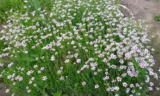 Гвоздика травянка Торонто Р9 Закупка М36 получение май-июнь 2026