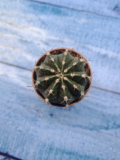 Gymnocalycium Friedrichii (Гимнокалициум)