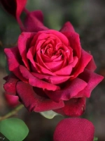 Роза чайно-гибридная Графиня Диана