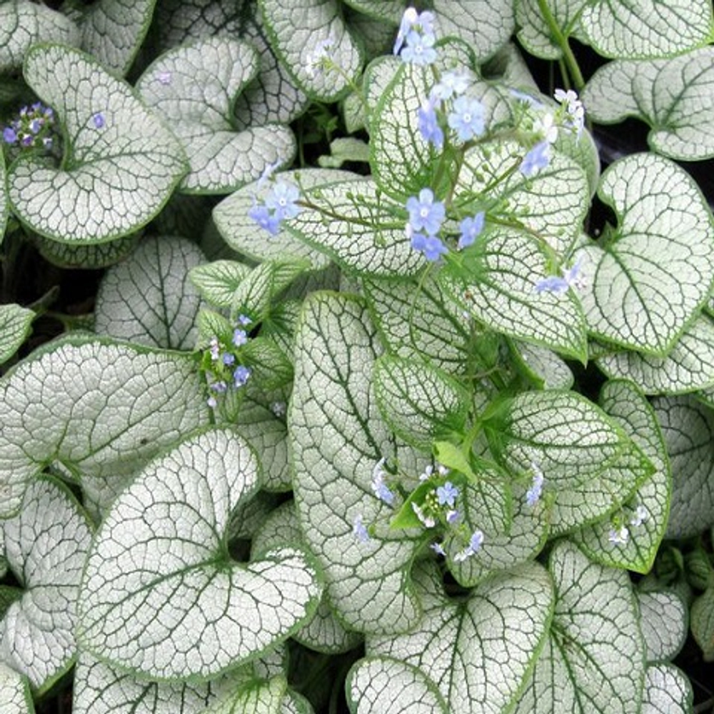 Бруннера крупнолистная Silver Heart