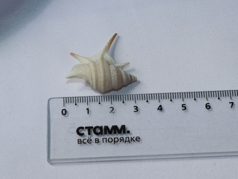 Морская ракушка Куриная нога (Aporrhais pesgallinae) 3,2 см.