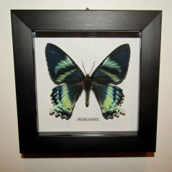 Бабочка Алцидес в рамке
