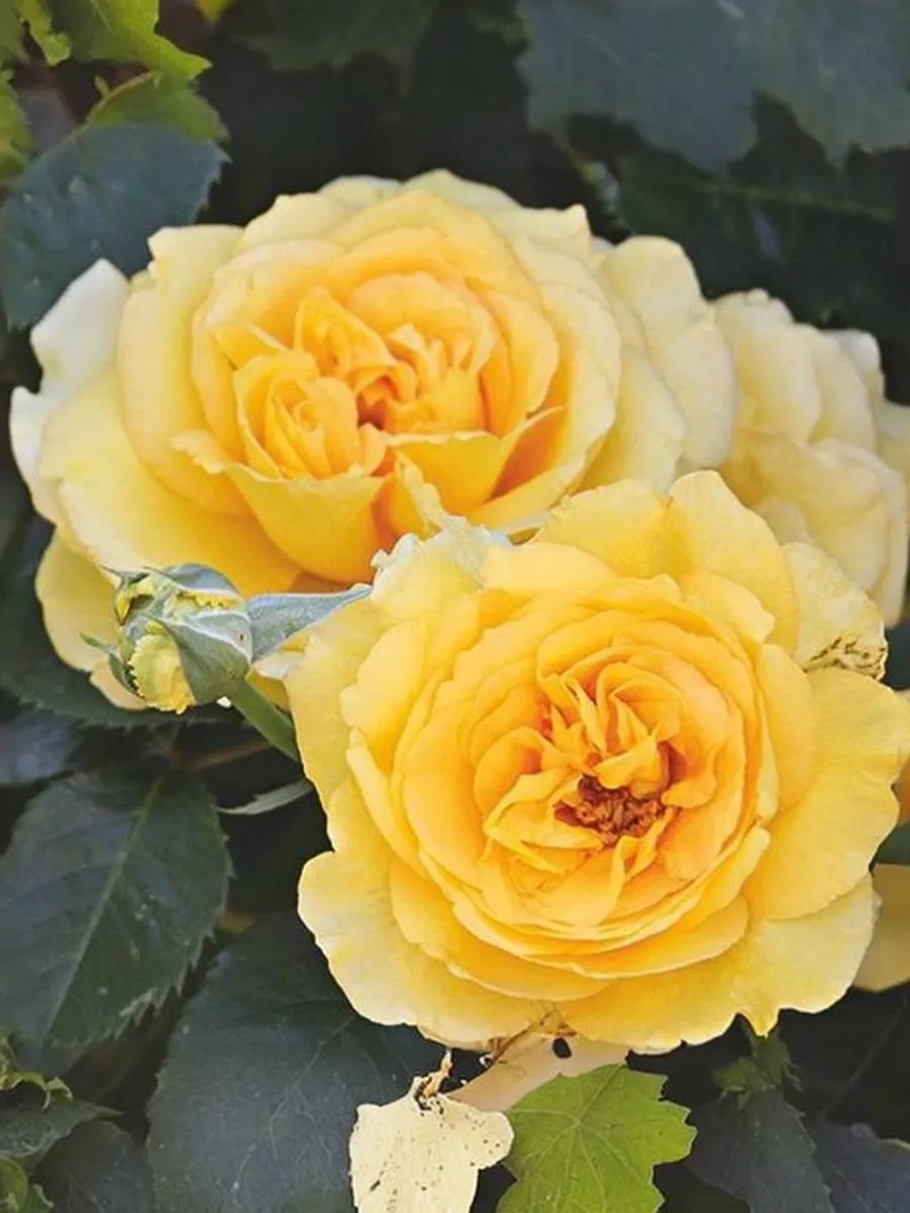 Роза плетистая Зоммергольд