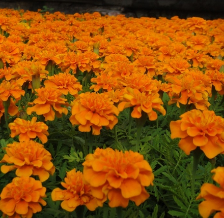 Семена цветов Бархатцы отклоненные Супер Хироу Хармони, Benary, 15 шт.