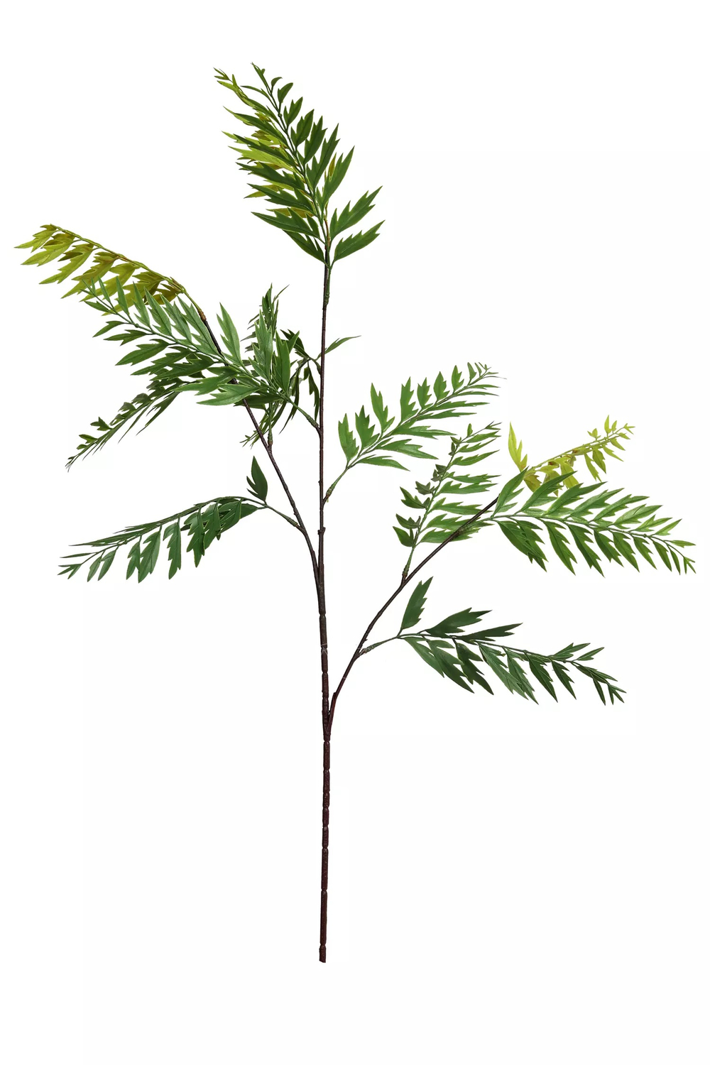 Гревиллея на высоком стебле