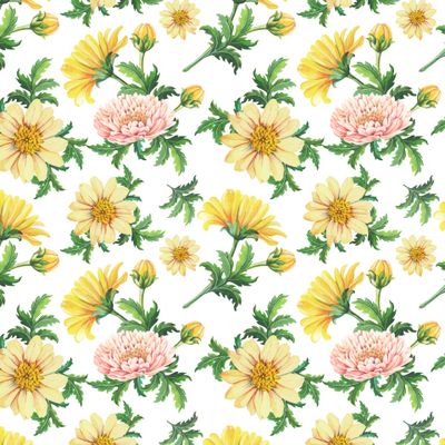 Хризантемы. Акварельные цветы