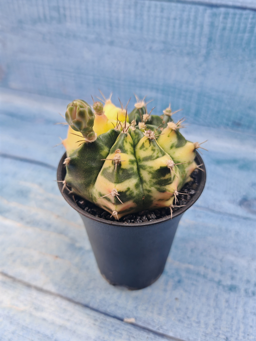 Gymnocalycium Variegata (Гимнокалициум Вариегатный)