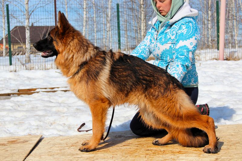 ЗУМЕР Из Поместья Боговик