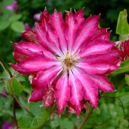 Клематис Каэн