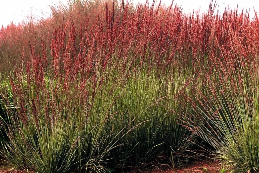 Молиния голубая 'Moorhexe' С2 5-10 см Закупка М43 май- июнь 2026