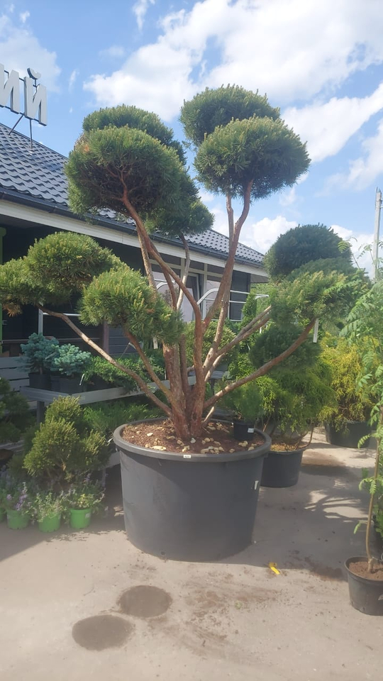 Бонсай Сосна обыкновенная Ватерери Bonsai Pinus sylvestris Watereri 200-250см С500 