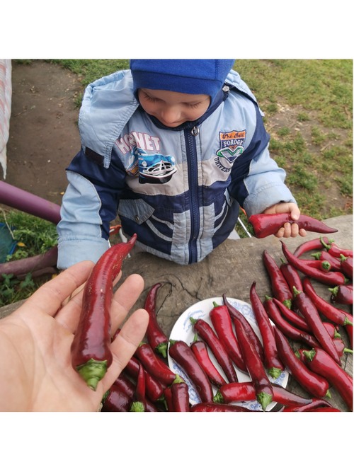 Перец сладкий Purple Marconi - Маркони Фиолетовый