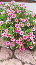 К4 Калибрахоа Colibri Cherry Lace