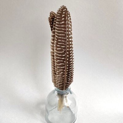 Перо цесарки натуральное коричневое 15 - 20 см.