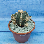 Astrophytum Myriostigma "Hakujo Fukuryu"  (Астрофитум)