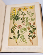"Ботанический атлас по системе де-Кандоля". К.Гофман. 1899г.