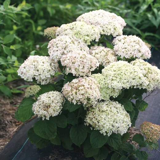 Гортензия "Белла Рагацца Бланшетта" Р9 Закупка М59 апрель 2026