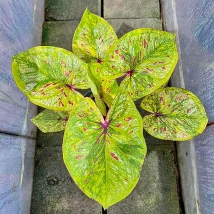 Каладиум PHON PHUTTA