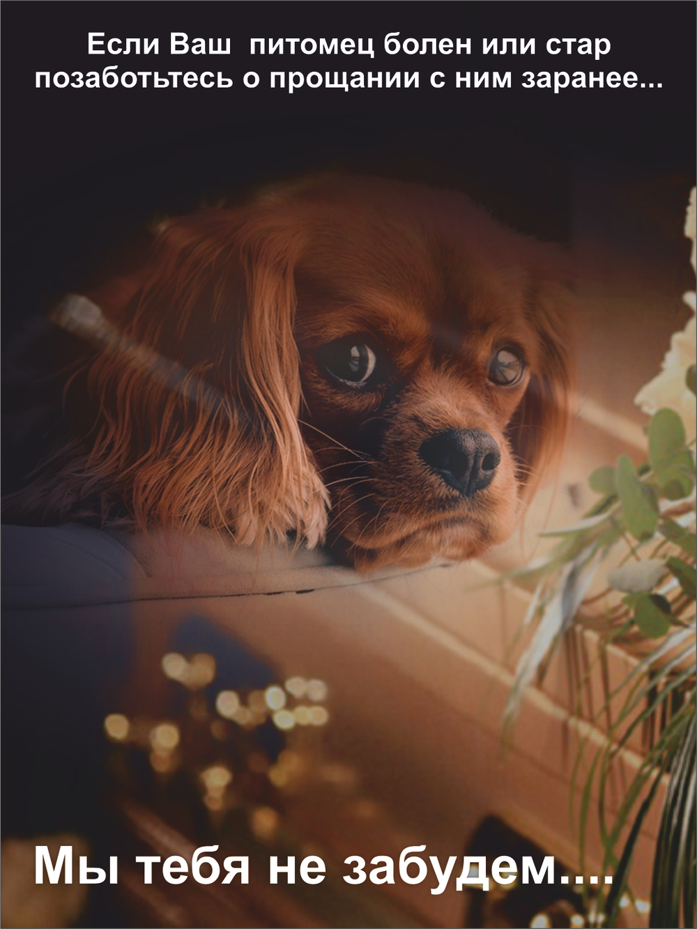 Гроб для собаки