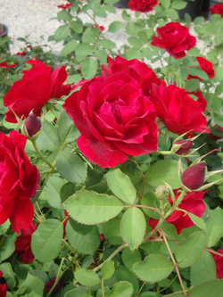 Роза канадская Хоуп фо Хьюманити С4 Закупка М43 июнь 2026