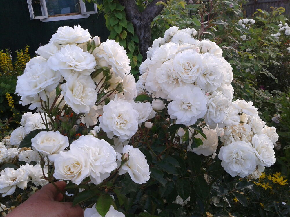 Роза Свани С7 Закупка М57 июнь 2026